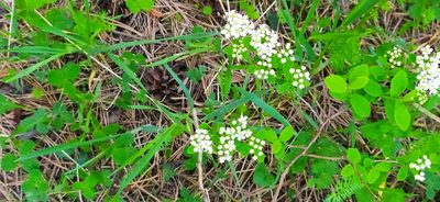 Spiraea media, photographed by Алексей Ябс