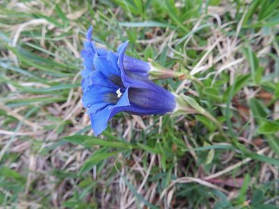 Gentiana acaulis, photographed by Marco Mussita