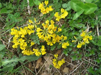 Hippocrepis comosa, photographed by Marco Mussita