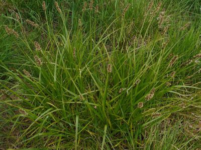 Carex vulpina, photographed by Eugene Popov