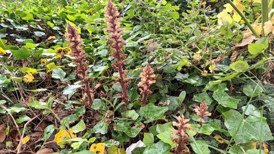 Orobanche hederae, photographed by Jane Concannon