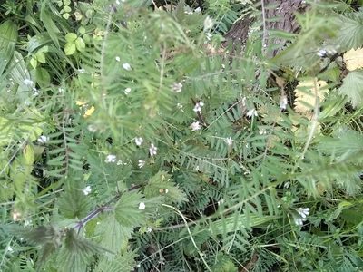 Vicia hirsuta, photographed by corcan