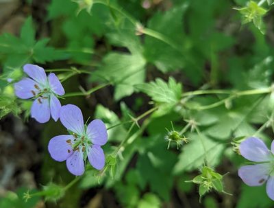 Geranium maculatum, photographed by Alan Prather