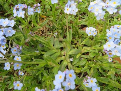 Myosotis alpestris, photographed by Marco Mussita