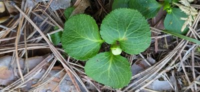 Moneses uniflora, photographed by Алексей Ябс