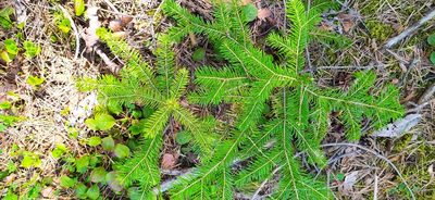 Abies sibirica, photographed by Алексей Ябс