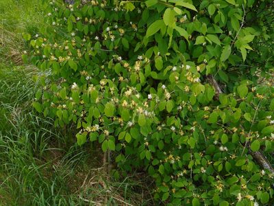 Lonicera xylosteum, photographed by Eugene Popov
