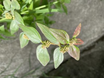 Euphorbia hirta, photographed by chen ying-hsiao