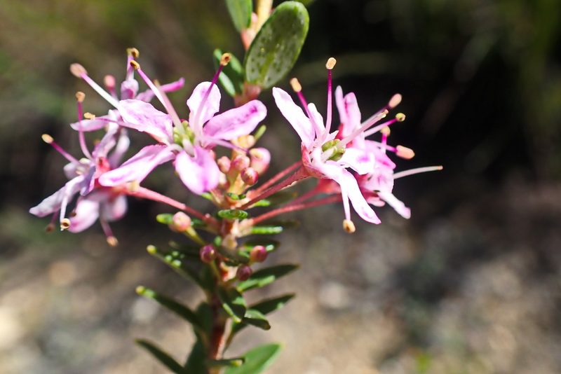 Agathosma ovata, photographed by Di Turner