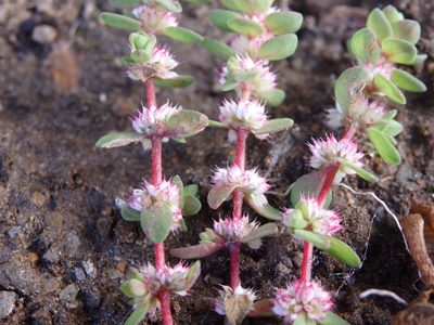 Illecebrum verticillatum, photographed by Carminda Santos