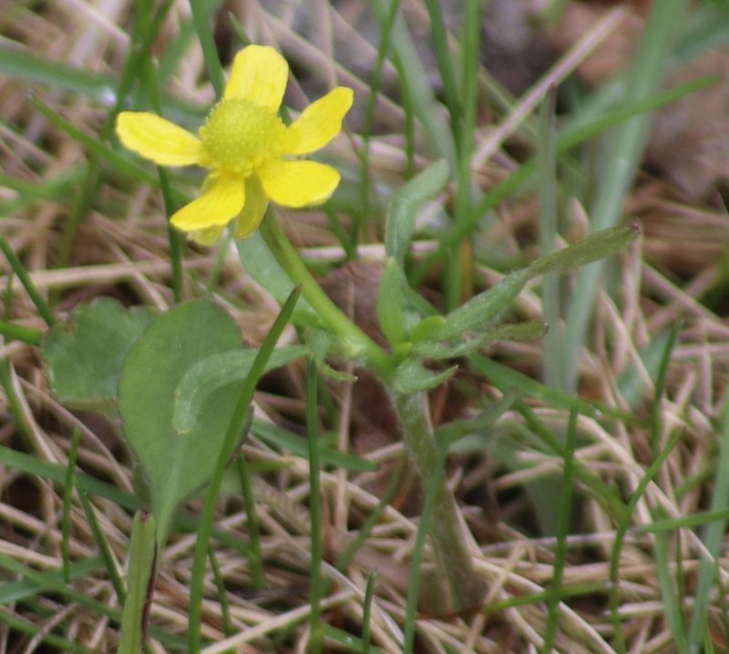 Ranunculus rhomboideus, photographed by Sean Frey