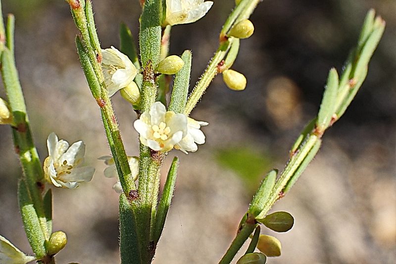 Clutia ericoides, photographed by Di Turner