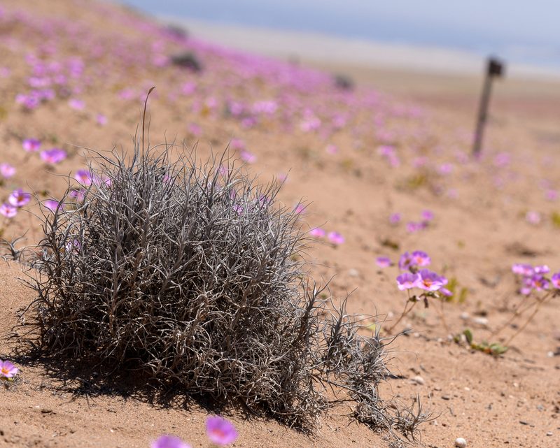 Tillandsia landbeckii, photographed by Nicolás Villaseca Merino
