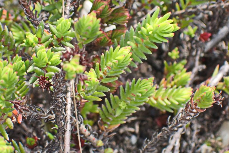 Crassula ericoides, photographed by Di Turner