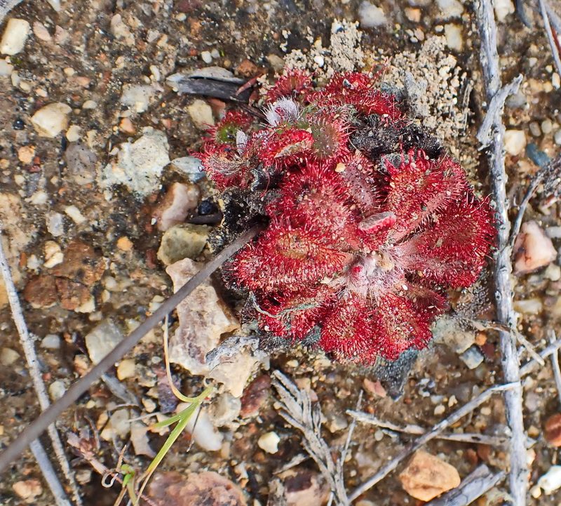 Drosera aliciae, photographed by Di Turner