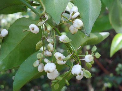 Chiococca alba