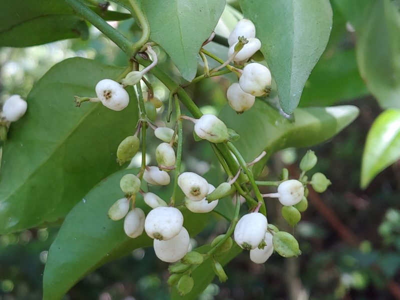 Chiococca alba, photographed by Kurt Miller