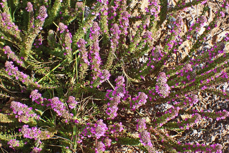 Muraltia alopecuroides, photographed by Di Turner