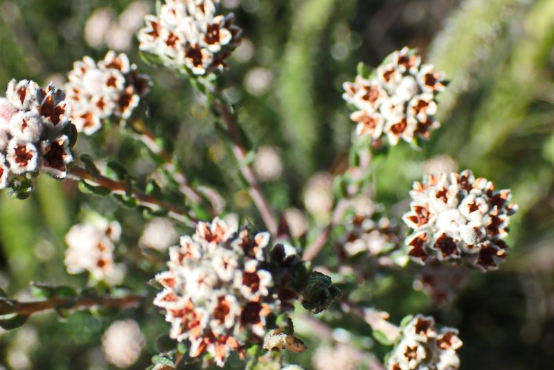 Phylica purpurea, photographed by Di Turner