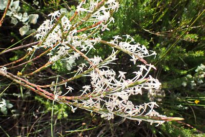 Struthiola myrsinites, photographed by Di Turner