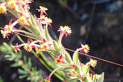 Struthiola tomentosa, photographed by Di Turner