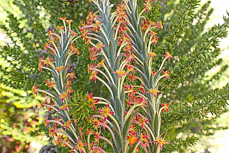 Struthiola tomentosa, photographed by Di Turner