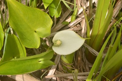Calla palustris, photographed by Eugene Popov