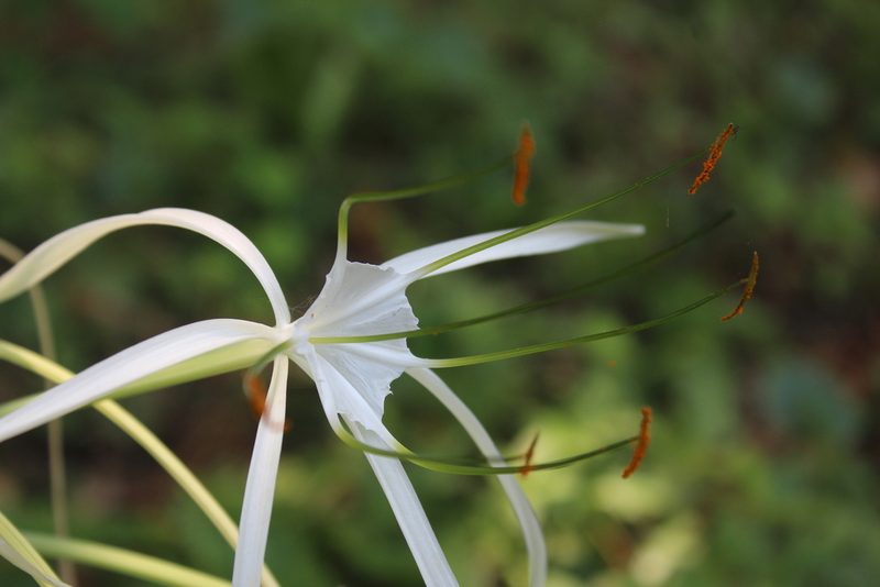Hymenocallis littoralis, photographed by Ricard Busquets Reverte