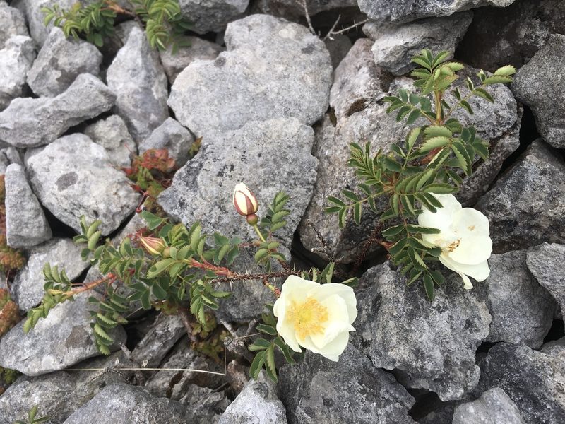 Rosa spinosissima, photographed by B. Phalan