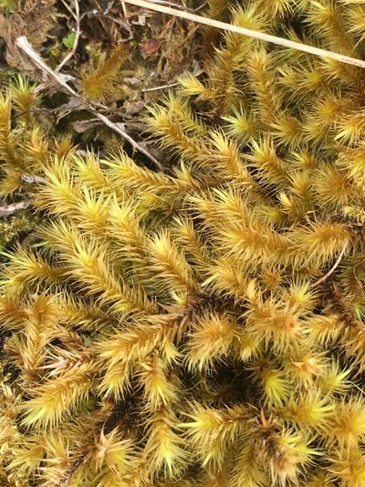 Breutelia chrysocoma, photographed by B. Phalan