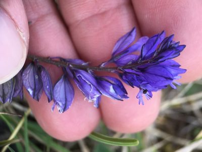 Polygala vulgaris, photographed by B. Phalan