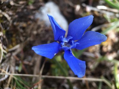 Gentiana verna, photographed by B. Phalan