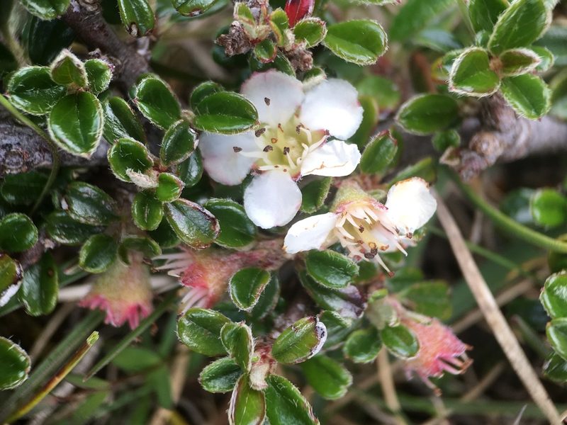 Cotoneaster integrifolius, photographed by B. Phalan