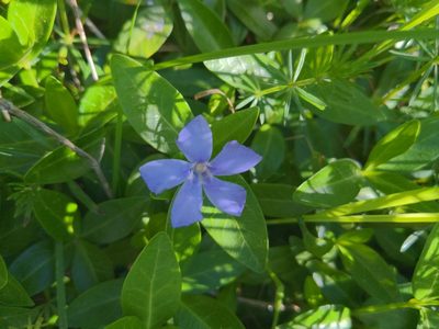 Vinca minor, photographed by Becca