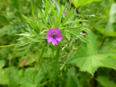 Geranium dissectum, photographed by Sheelagh Halsey