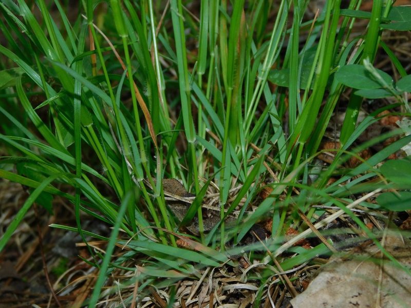 Danthonia compressa, photographed by Michael J. Papay