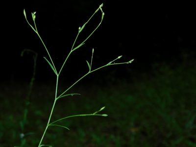 Linum virginianum, photographed by Michael J. Papay