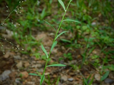 Linum virginianum, photographed by Michael J. Papay