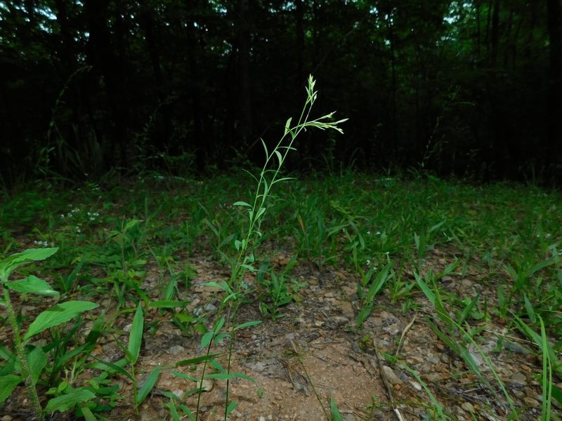 Linum virginianum, photographed by Michael J. Papay