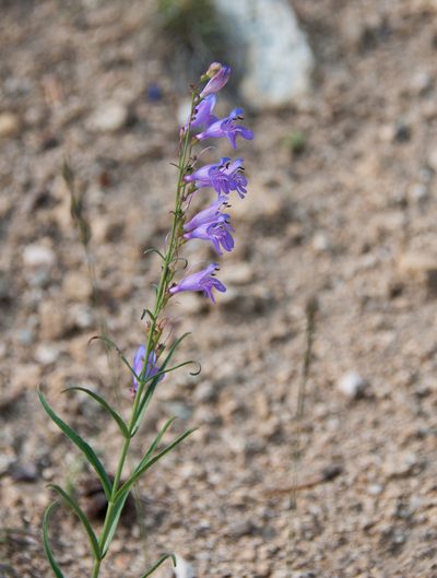 Penstemon virgatus, photographed by Mike Duran