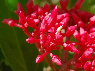 Pinochia corymbosa, photographed by Kurt Miller