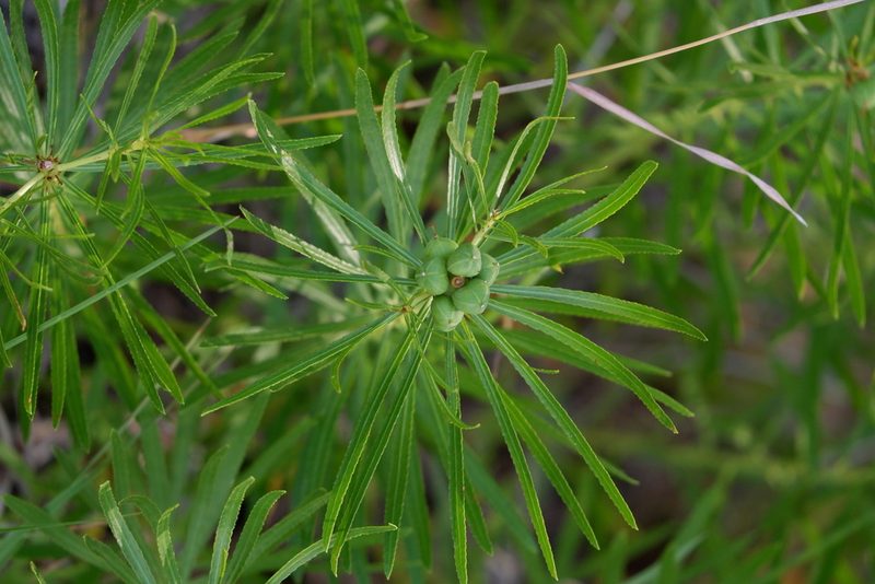 Stillingia texana, photographed by Bonnie Semmling