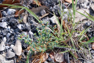 Euphorbia fendleri, photographed by Bonnie Semmling