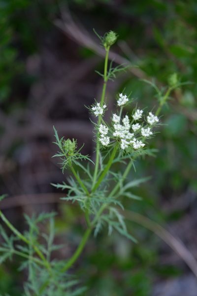 Daucosma laciniata, photographed by Bonnie Semmling