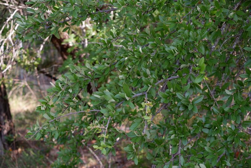 Quercus fusiformis, photographed by Bonnie Semmling