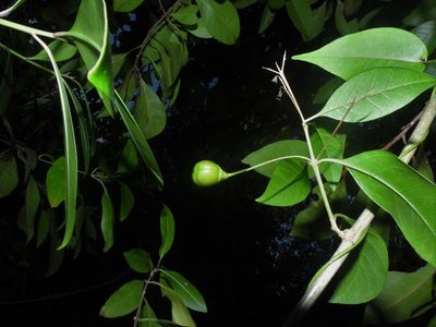 Volkameria inermis, photographed by Samuel Lee