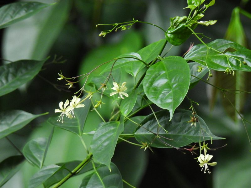 Clerodendrum laevifolium, photographed by Samuel Lee