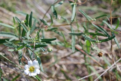 Melampodium leucanthum, photographed by Bonnie Semmling