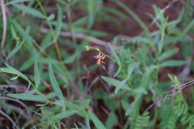 Galphimia angustifolia, photographed by Bonnie Semmling