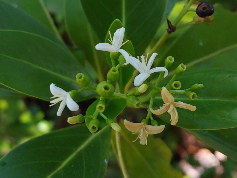 Erithalis fruticosa, photographed by Kurt Miller